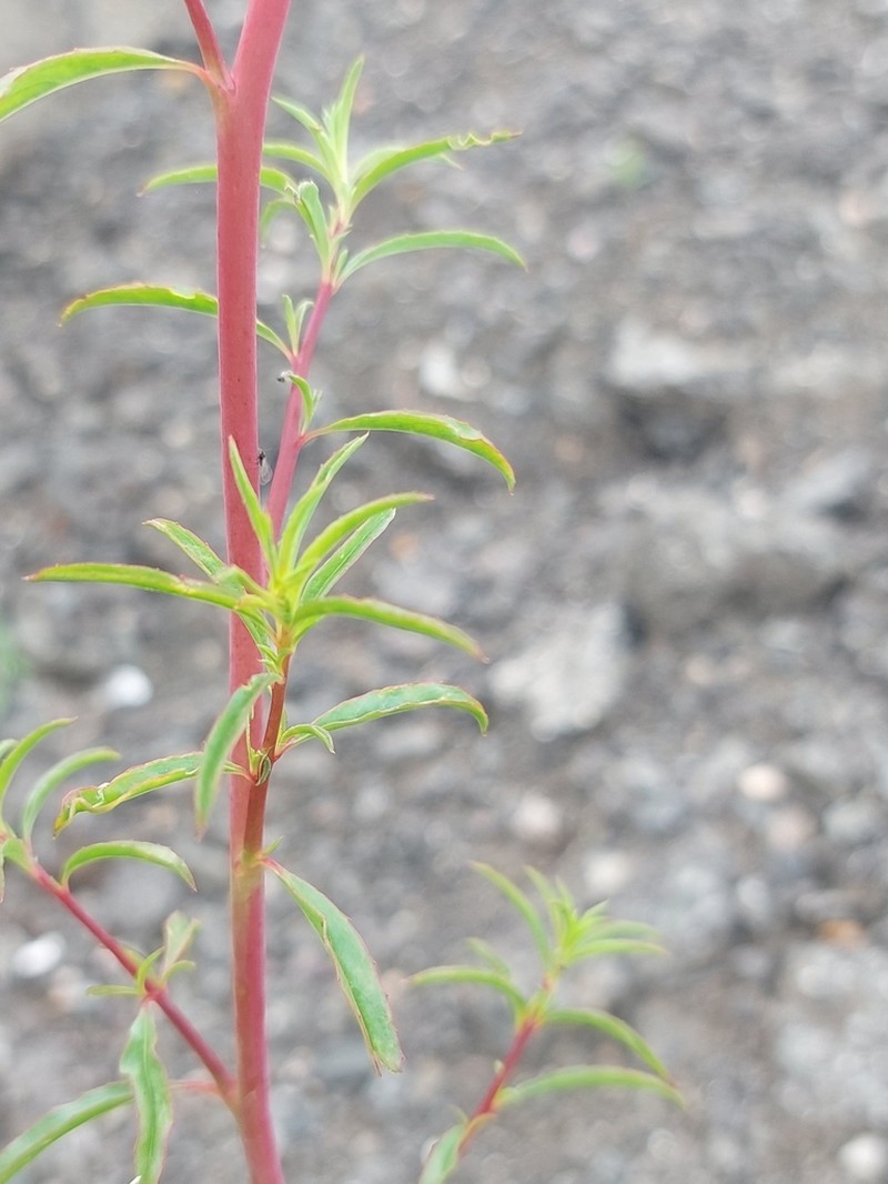 Tall Annual Willowherb photo 4
