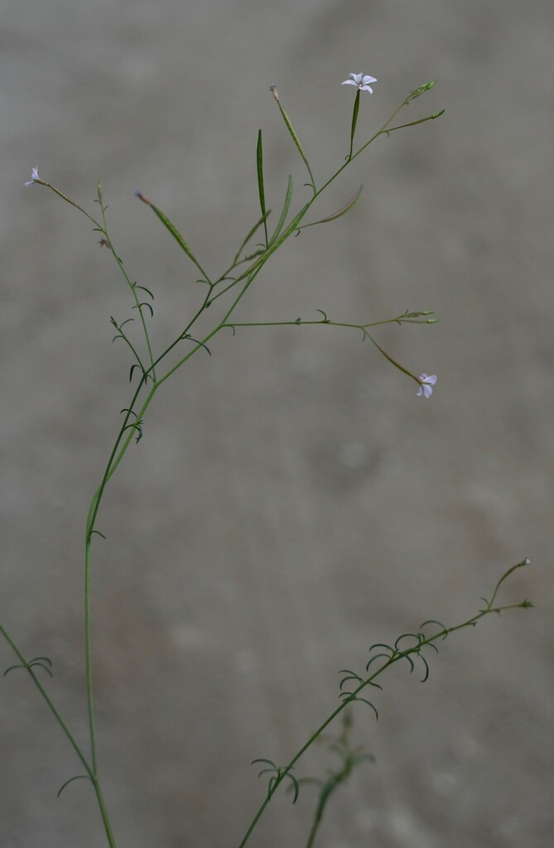 Tall Annual Willowherb photo 5