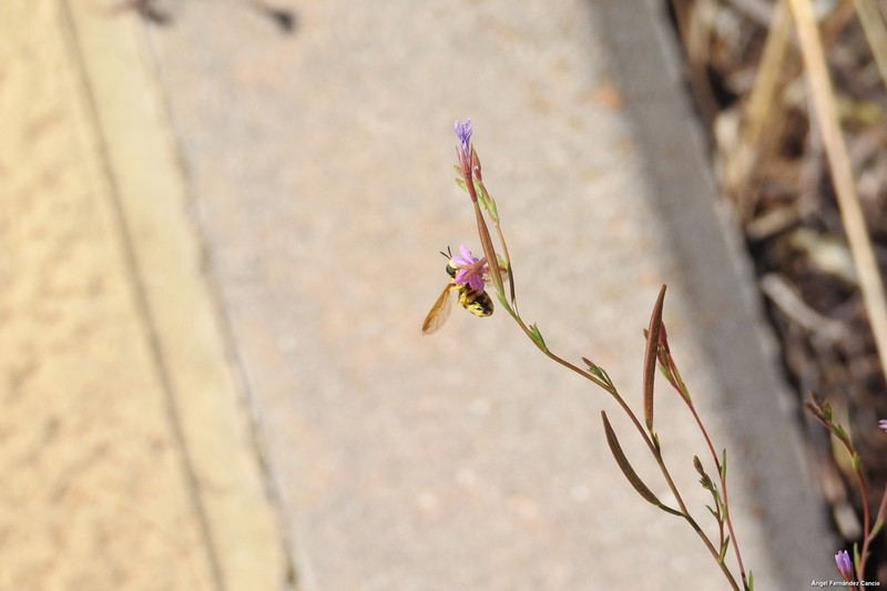 Tall Annual Willowherb photo 6