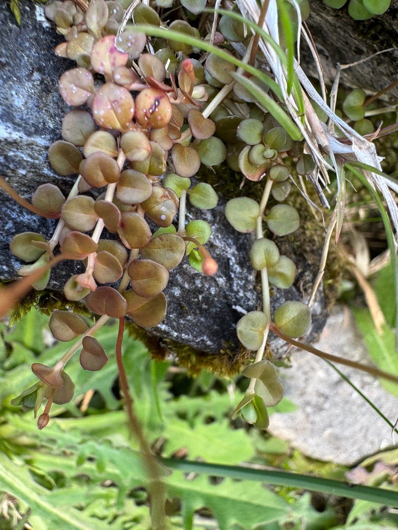 Epilobium brunnescens subsp. brunnescens