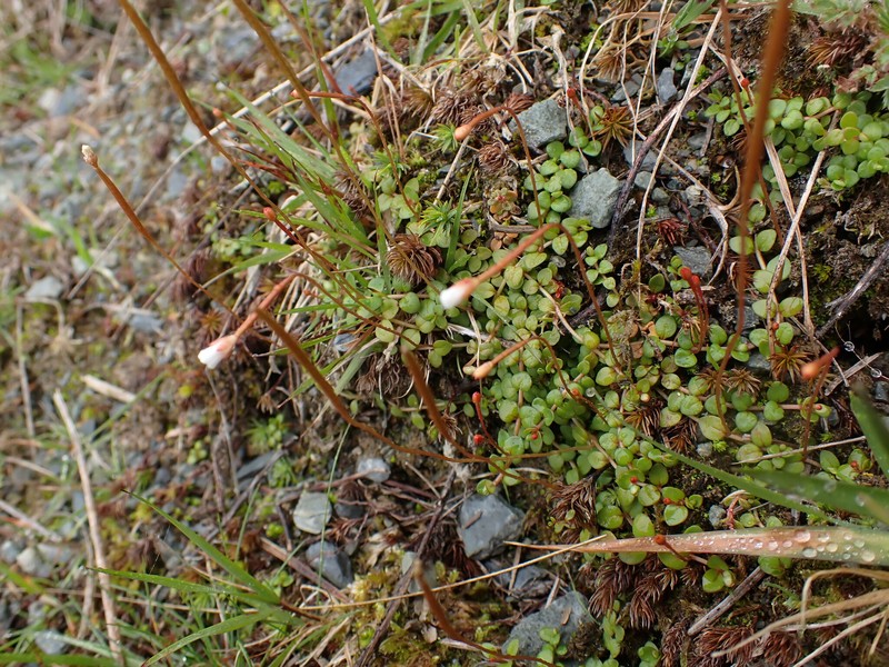 Epilobium brunnescens subsp. brunnescens photo 4