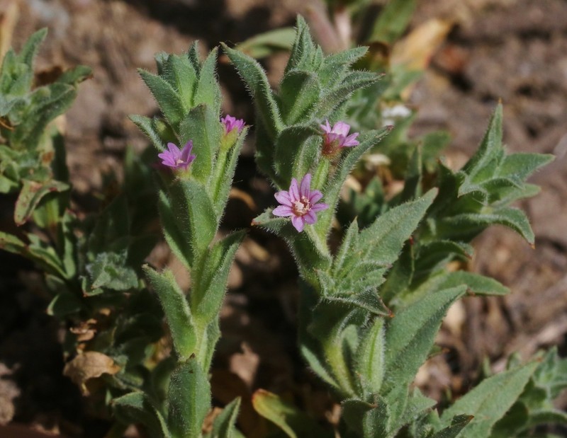 Smooth Spike-Primrose