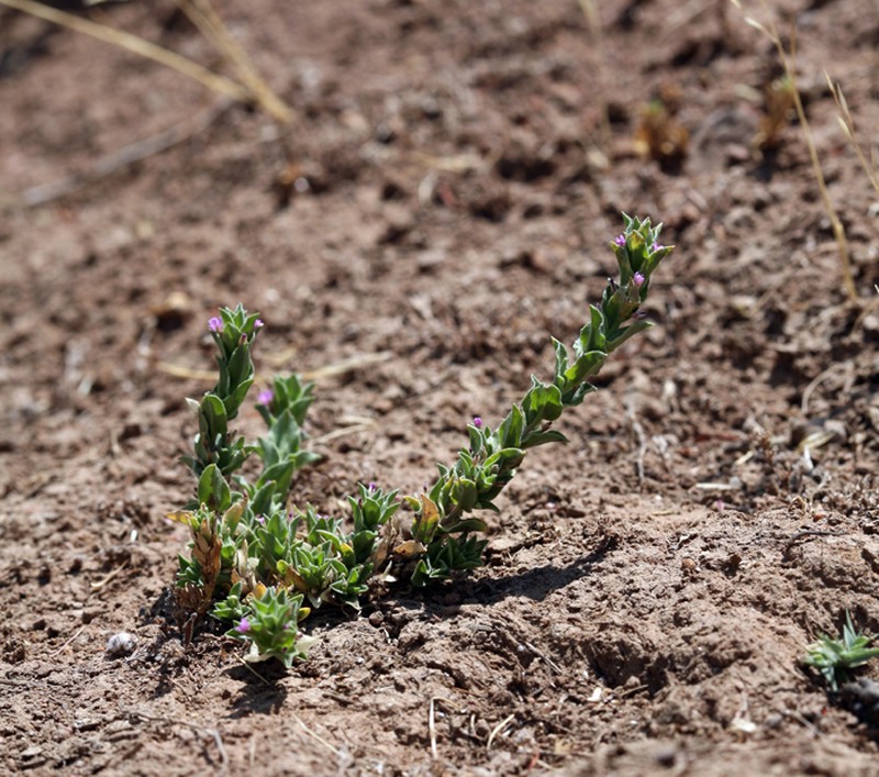 Smooth Spike-Primrose photo 2