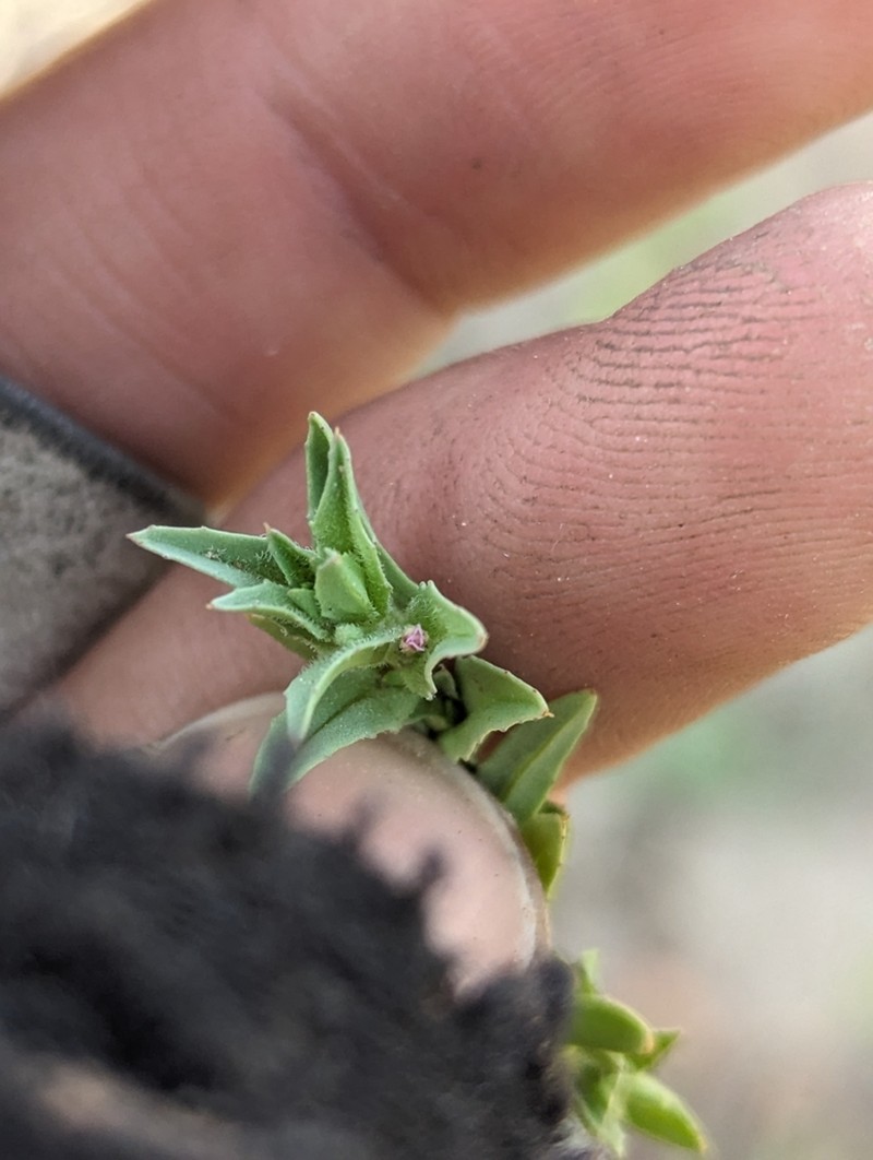 Smooth Spike-Primrose photo 3