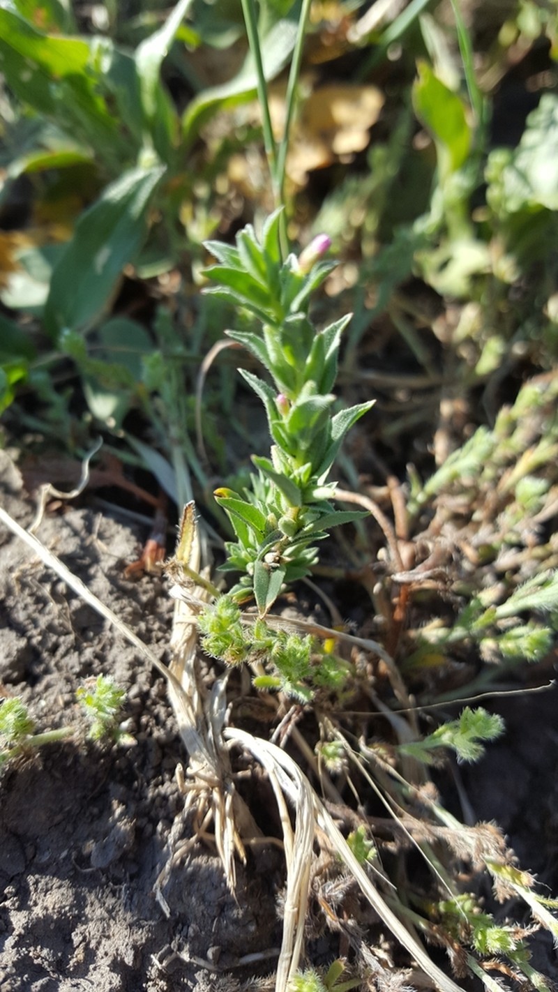 Smooth Spike-Primrose photo 4