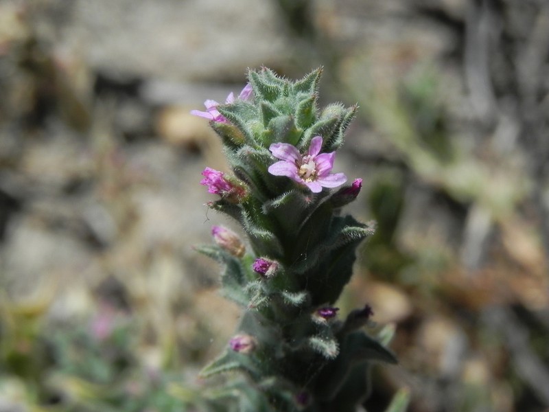 Smooth Spike-Primrose photo 5