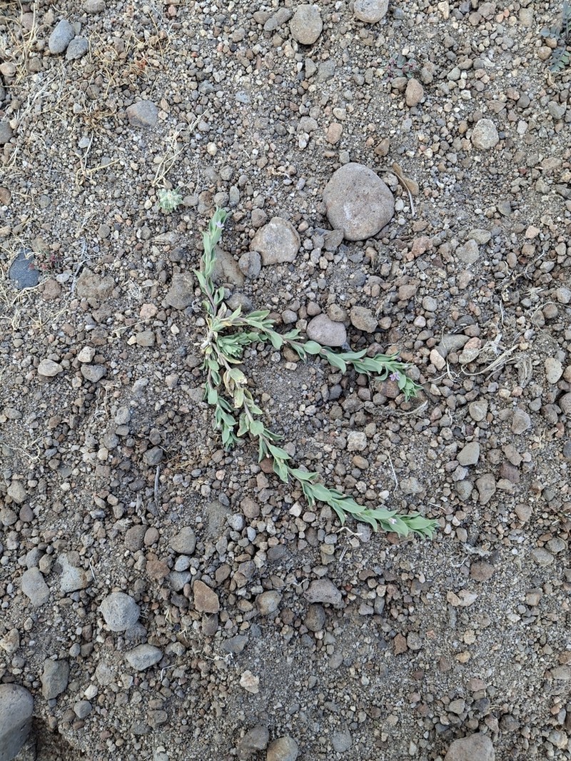 Smooth Spike-Primrose photo 8