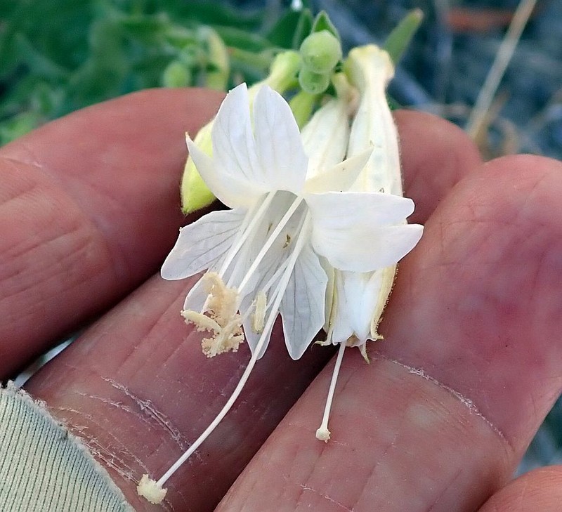 Hummingbird Trumpet