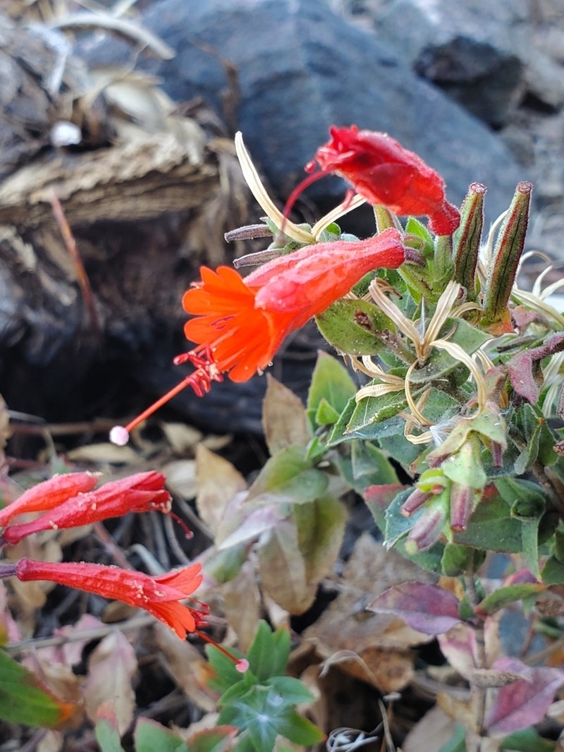 Hummingbird Trumpet photo 3