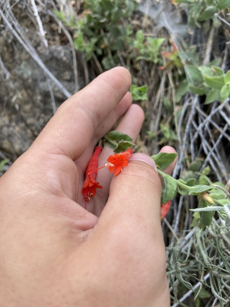 Hummingbird Trumpet photo 4
