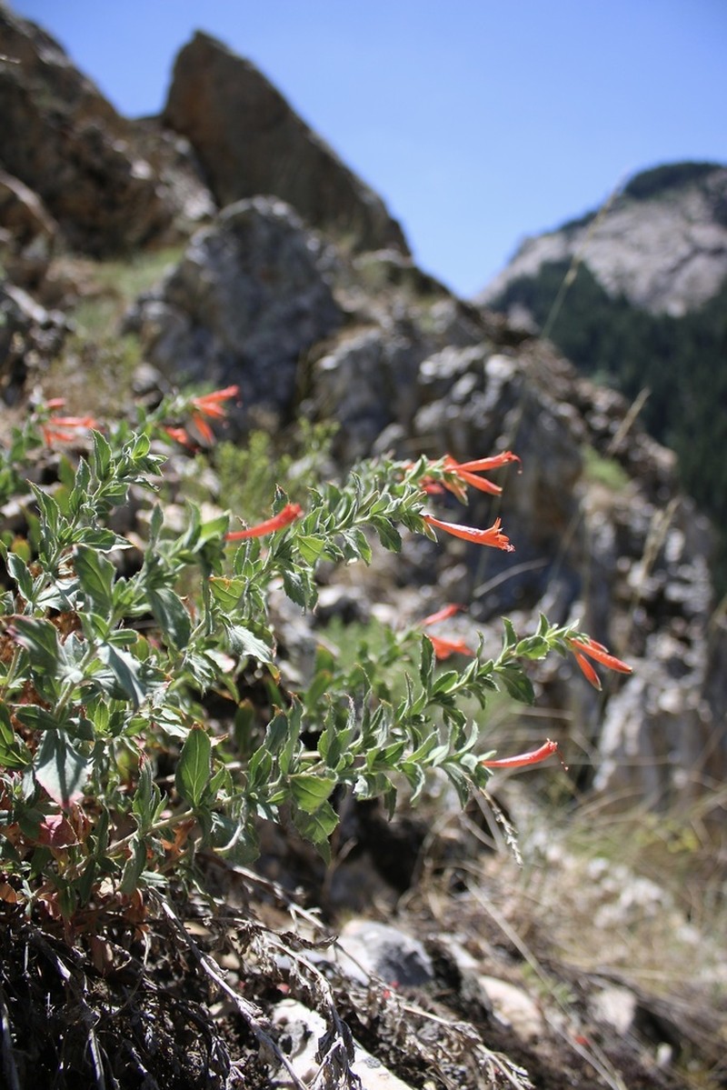 Hummingbird Trumpet photo 7