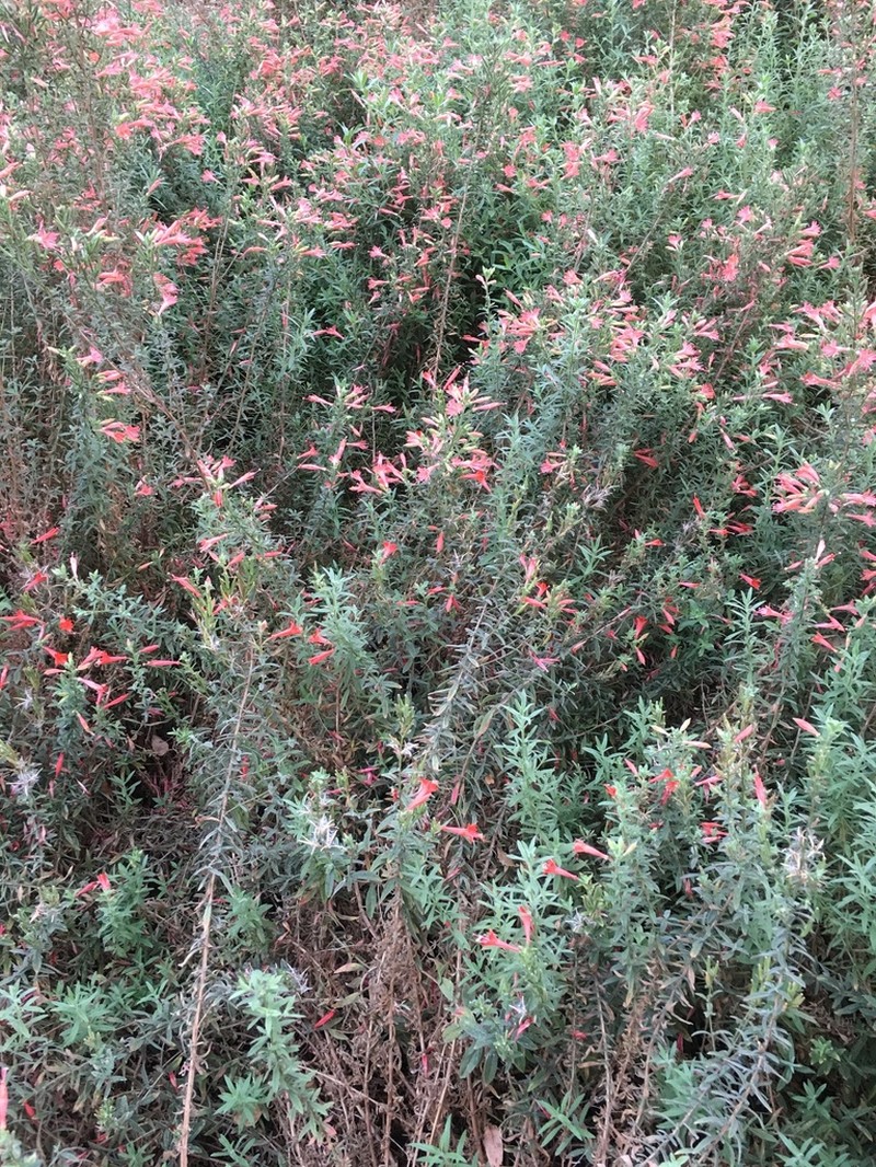 Hummingbird Trumpet photo 8