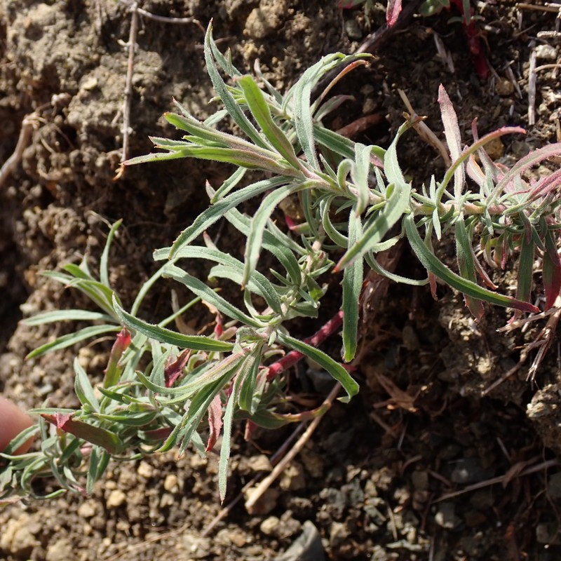 Epilobium canum subsp. canum