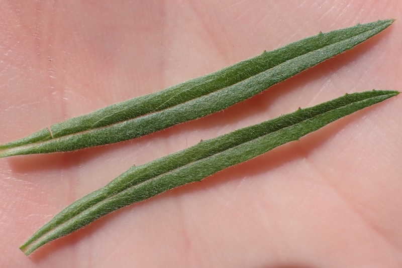 Epilobium canum subsp. canum photo 2