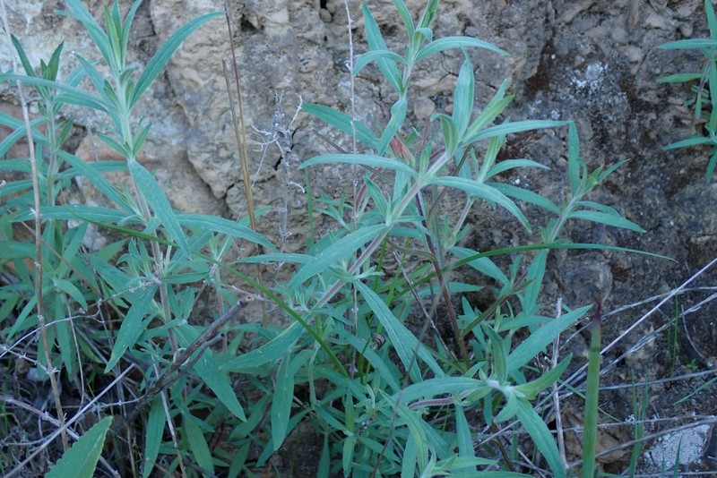 Epilobium canum subsp. canum photo 3