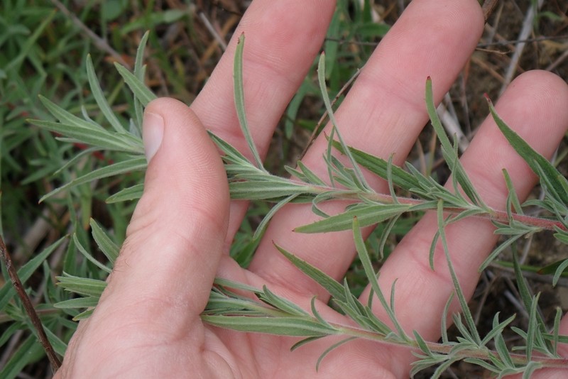 Epilobium canum subsp. canum photo 4