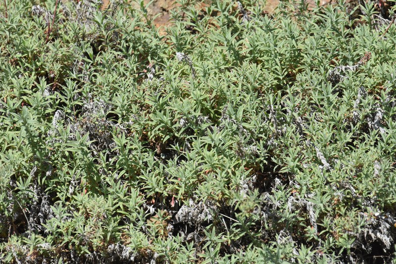 Epilobium canum subsp. canum photo 5