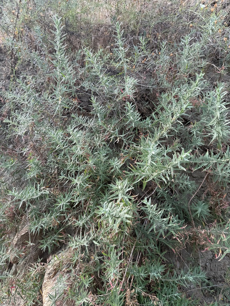 Epilobium canum subsp. canum photo 6