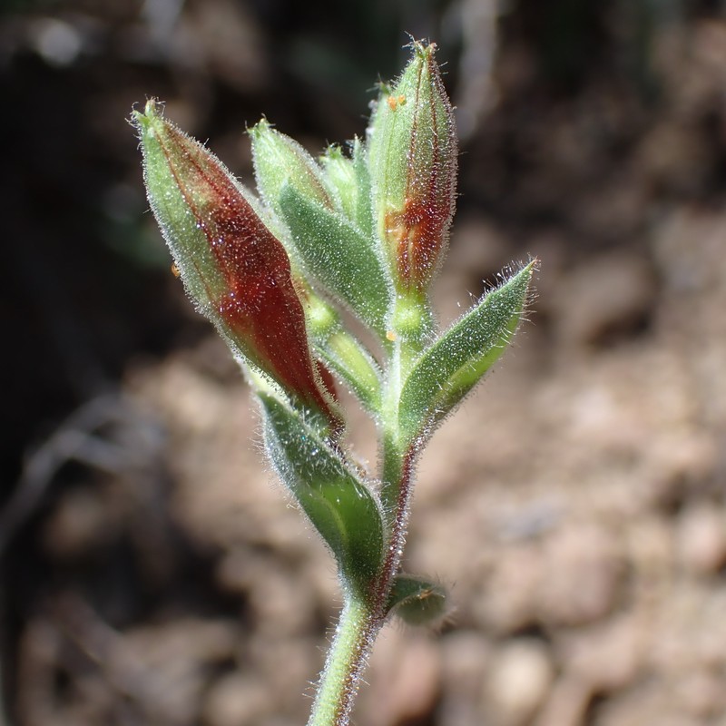 Epilobium canum subsp. canum photo 7