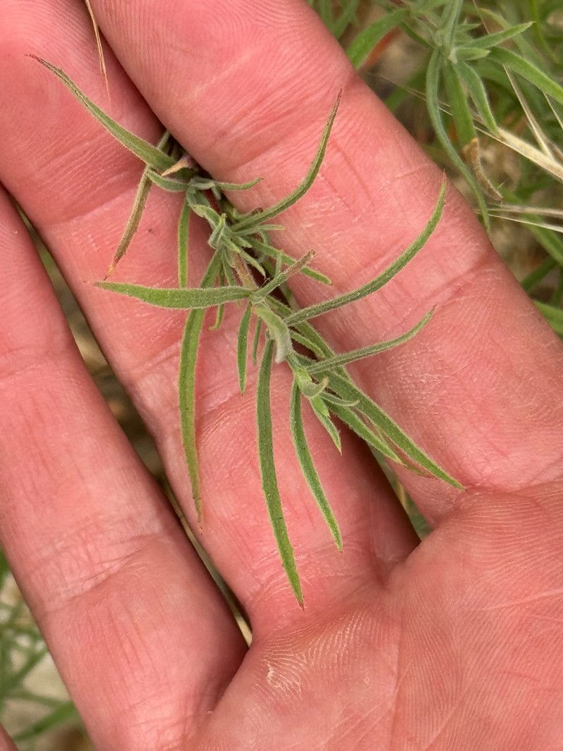 Epilobium canum subsp. canum photo 8