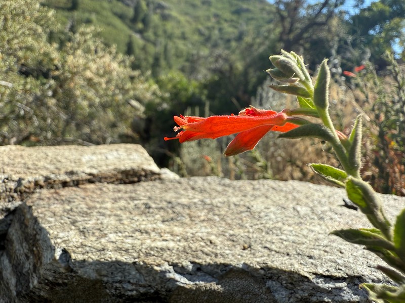 Epilobium canum subsp. garrettii