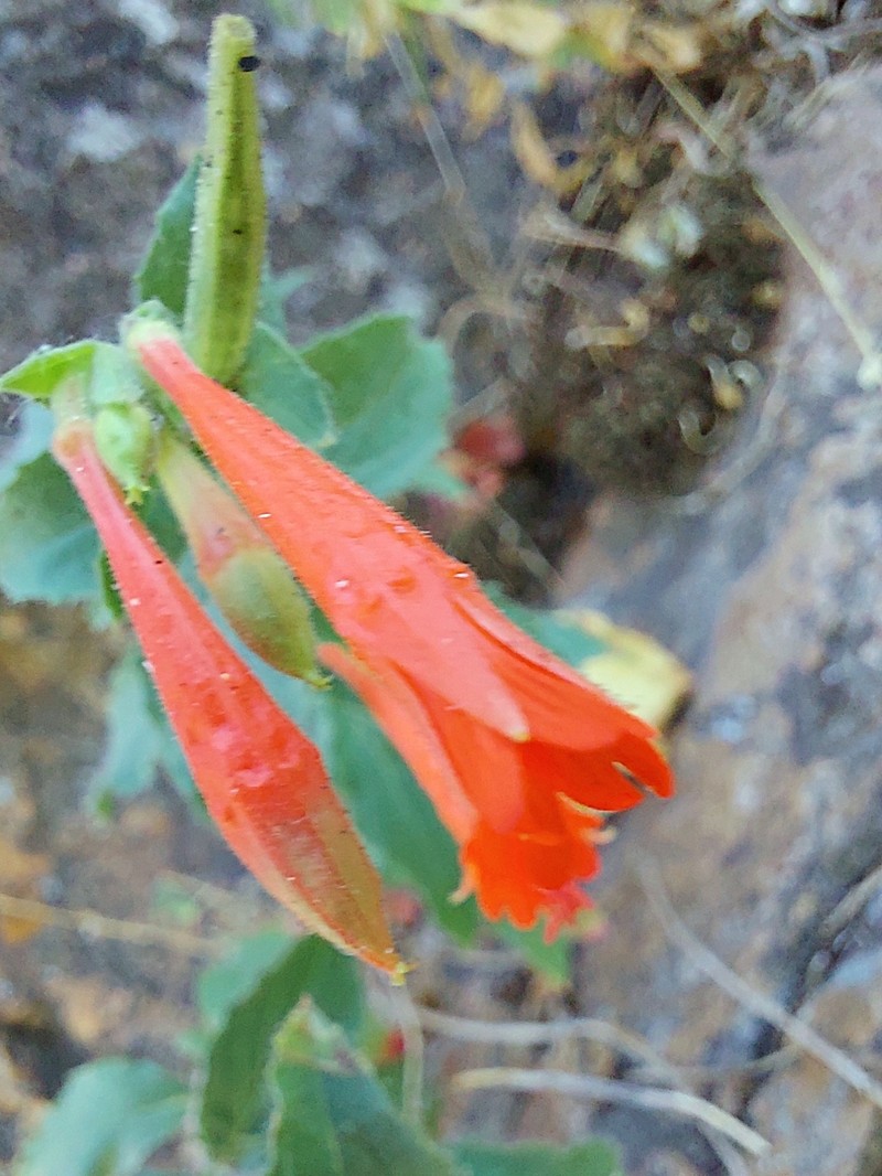 Epilobium canum subsp. garrettii photo 2