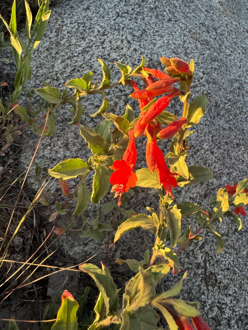 Epilobium canum subsp. garrettii photo 3