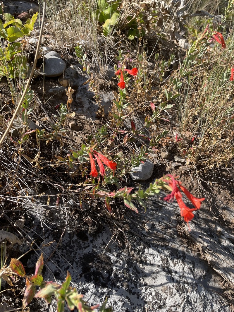Epilobium canum subsp. garrettii photo 4