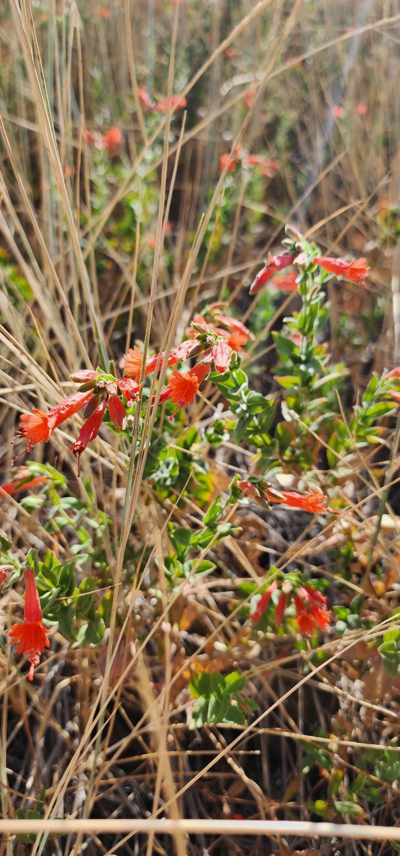 Epilobium canum subsp. garrettii photo 5