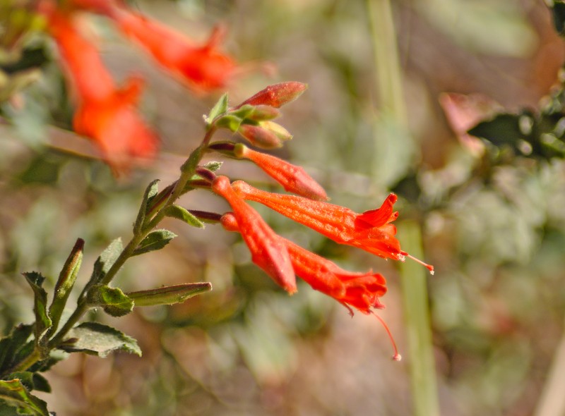 Epilobium canum subsp. garrettii photo 6
