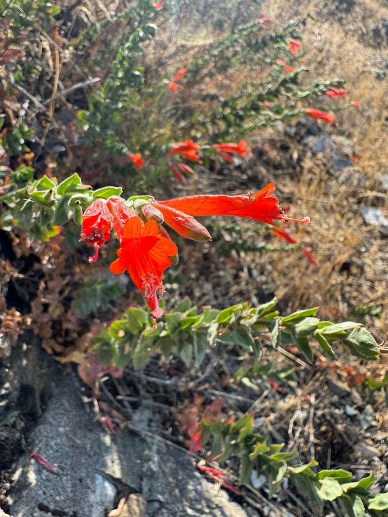 Epilobium canum subsp. garrettii photo 7