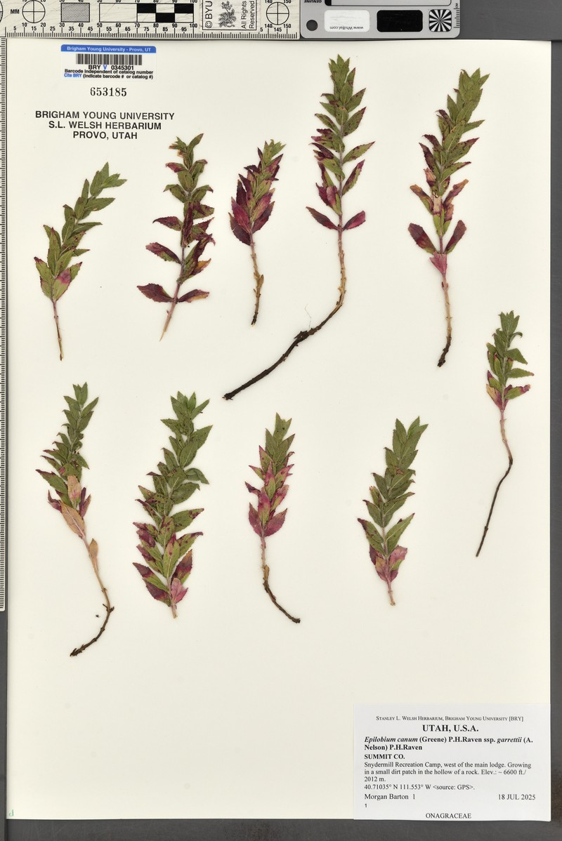 Epilobium canum subsp. garrettii photo 8