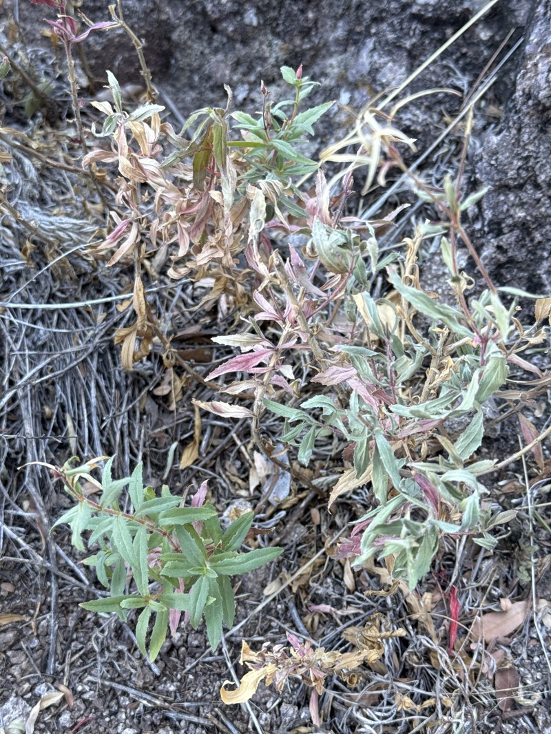 Epilobium canum subsp. latifolium