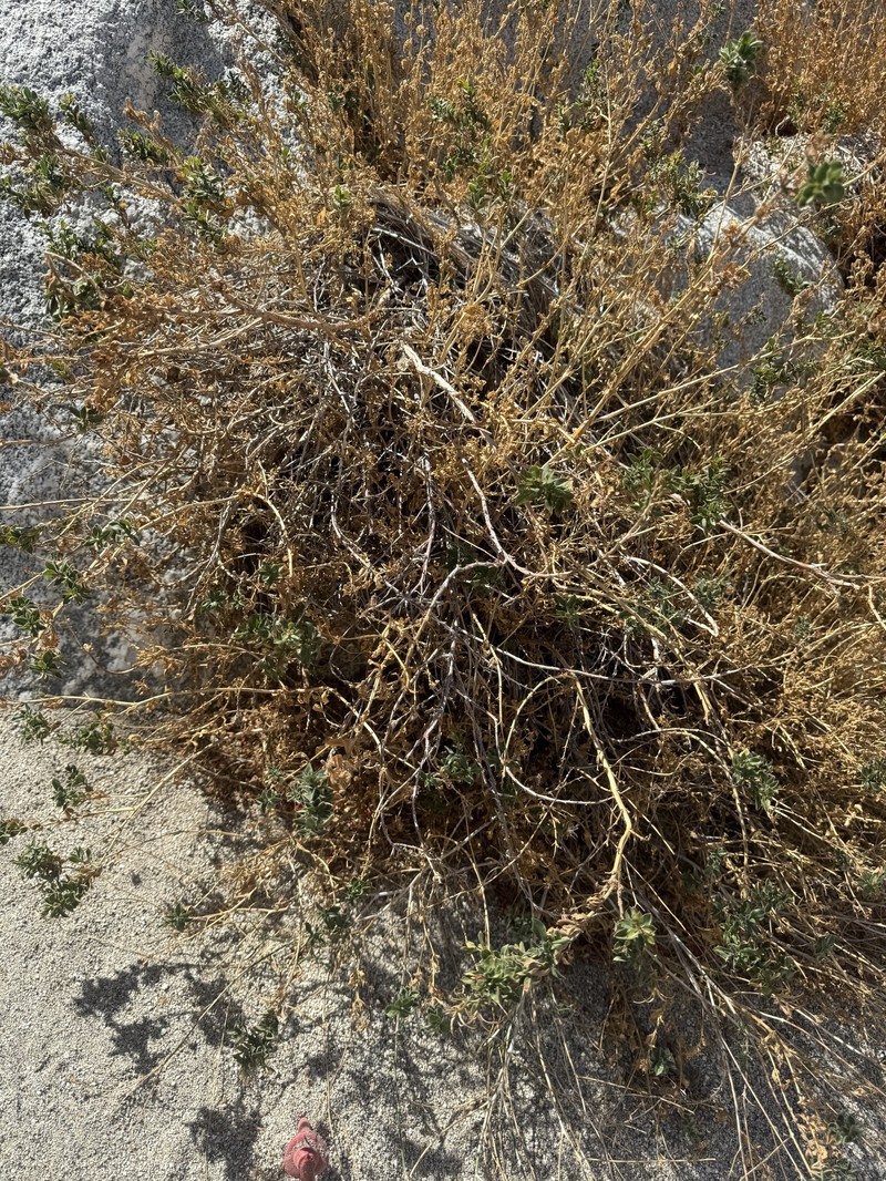 Epilobium canum subsp. latifolium photo 3