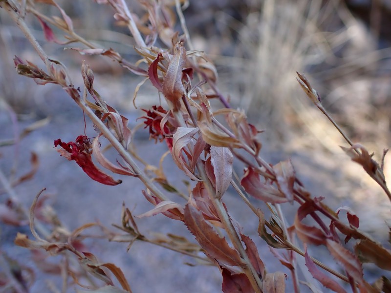 Epilobium canum subsp. latifolium photo 4