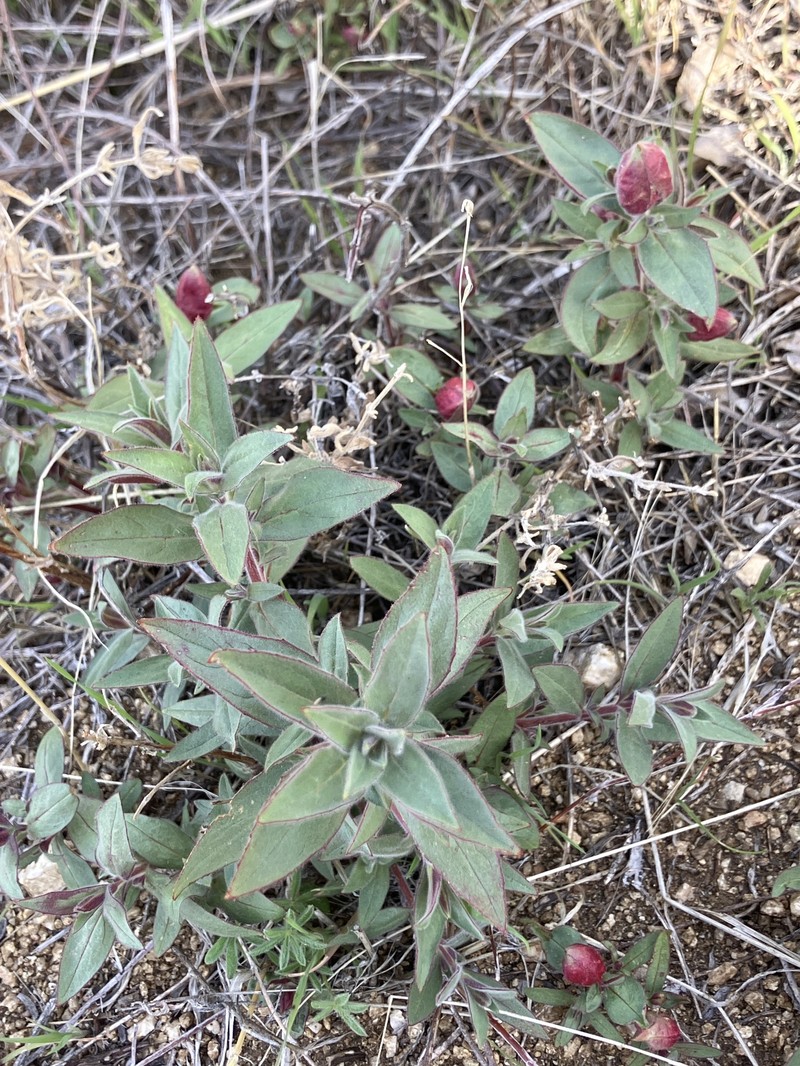 Epilobium canum subsp. latifolium photo 5
