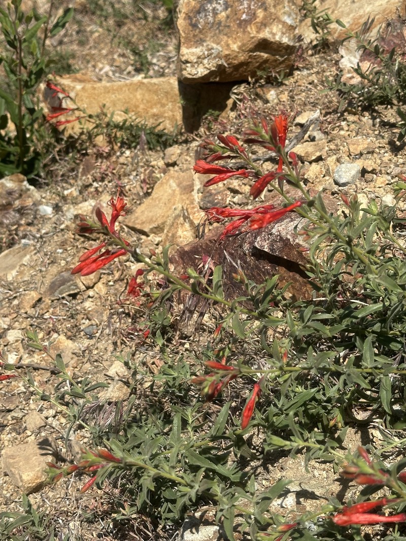 Epilobium canum subsp. latifolium photo 6