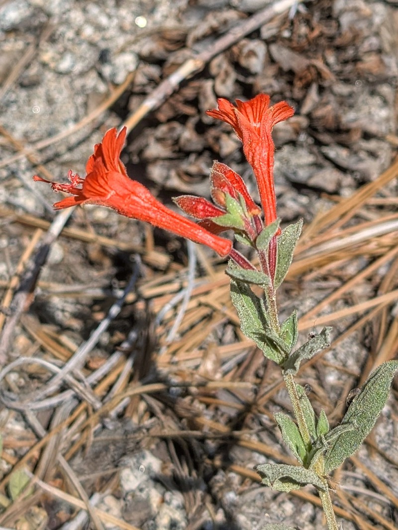 Epilobium canum subsp. latifolium photo 7