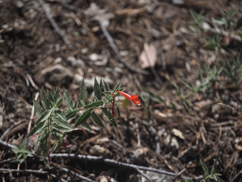 Epilobium canum subsp. latifolium photo 8