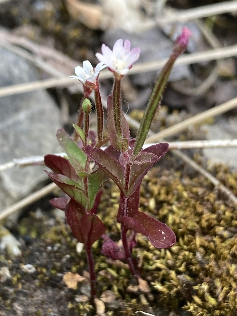 Fringed Willowherb