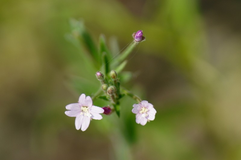Fringed Willowherb photo 2