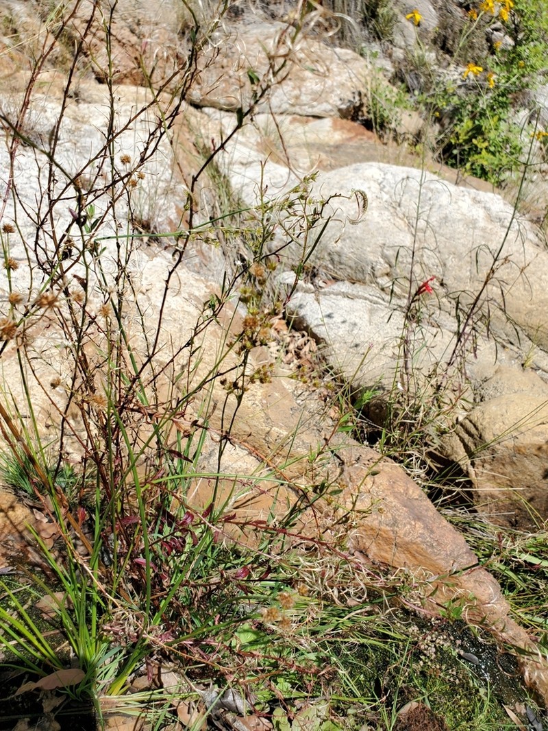 Fringed Willowherb photo 3
