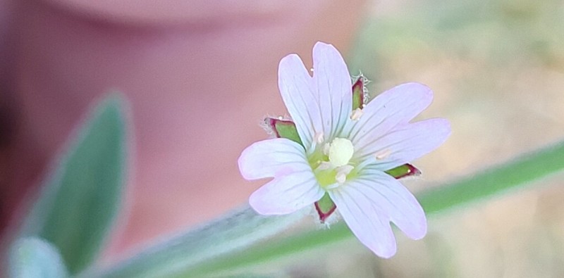 Fringed Willowherb photo 4