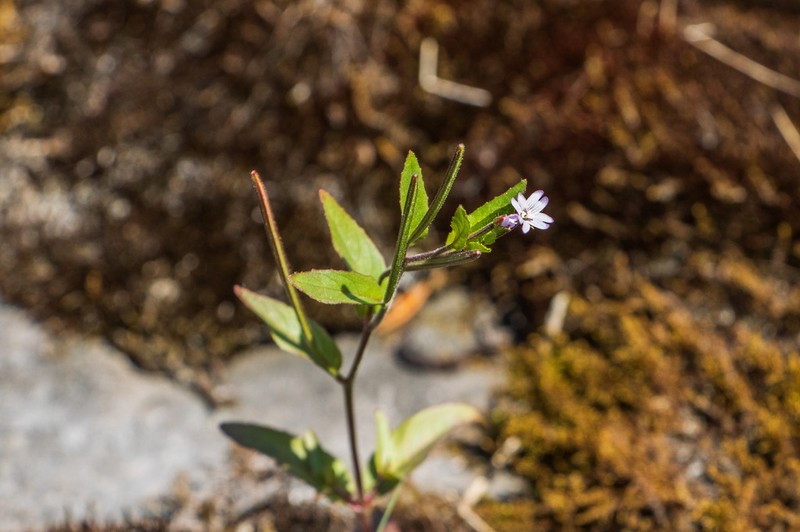 Fringed Willowherb photo 5