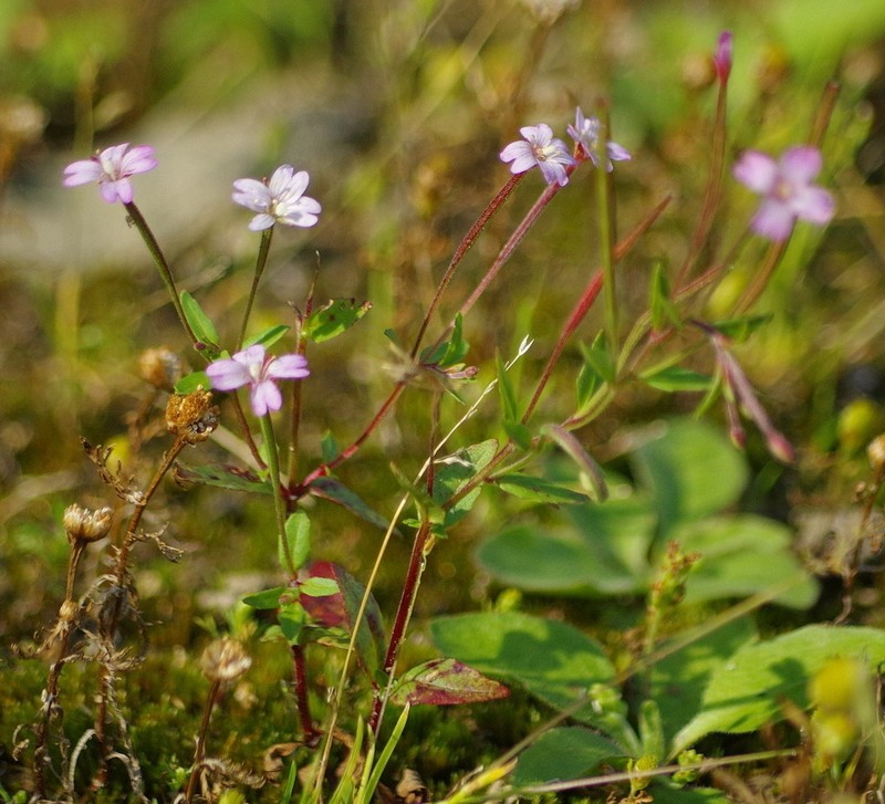 Fringed Willowherb photo 6