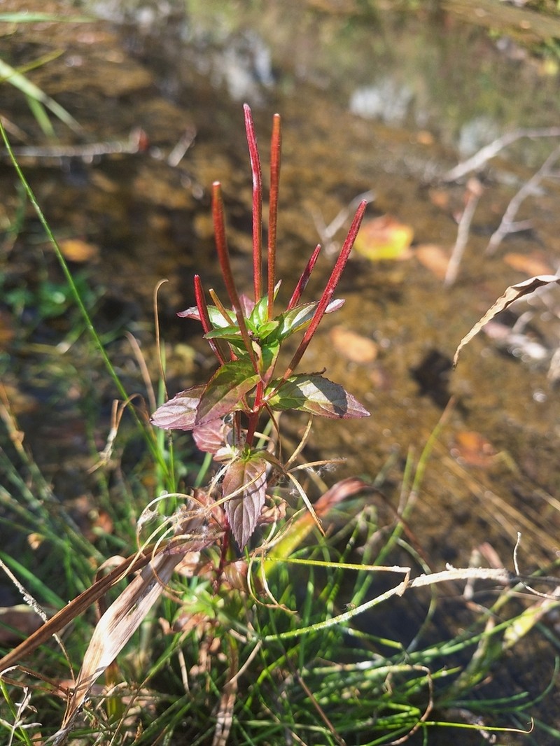 Fringed Willowherb photo 7