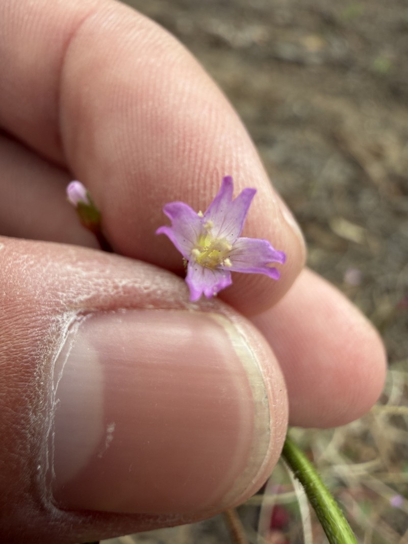 Epilobium ciliatum subsp. ciliatum