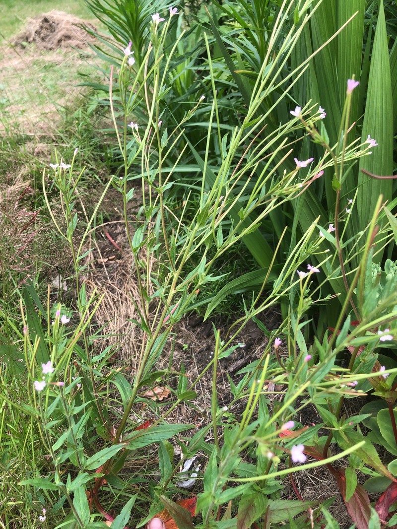 Epilobium ciliatum subsp. ciliatum photo 2