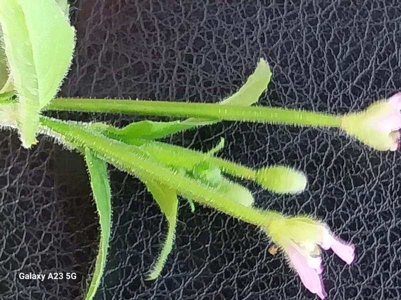 Epilobium ciliatum subsp. ciliatum photo 3