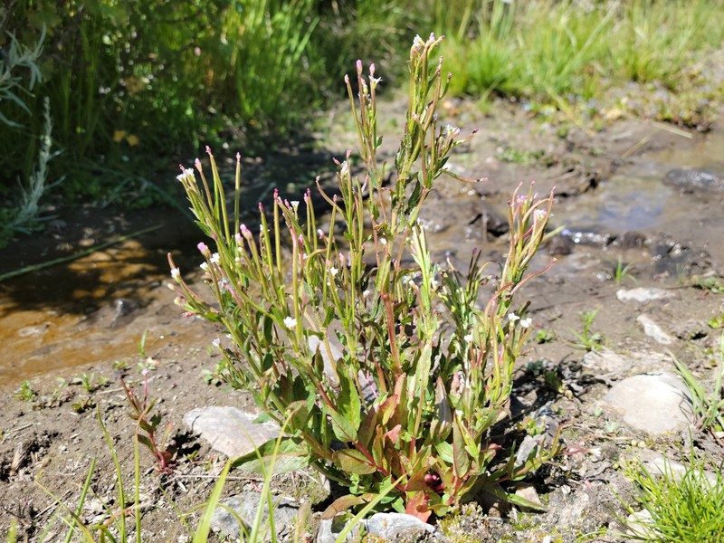 Epilobium ciliatum subsp. ciliatum photo 4
